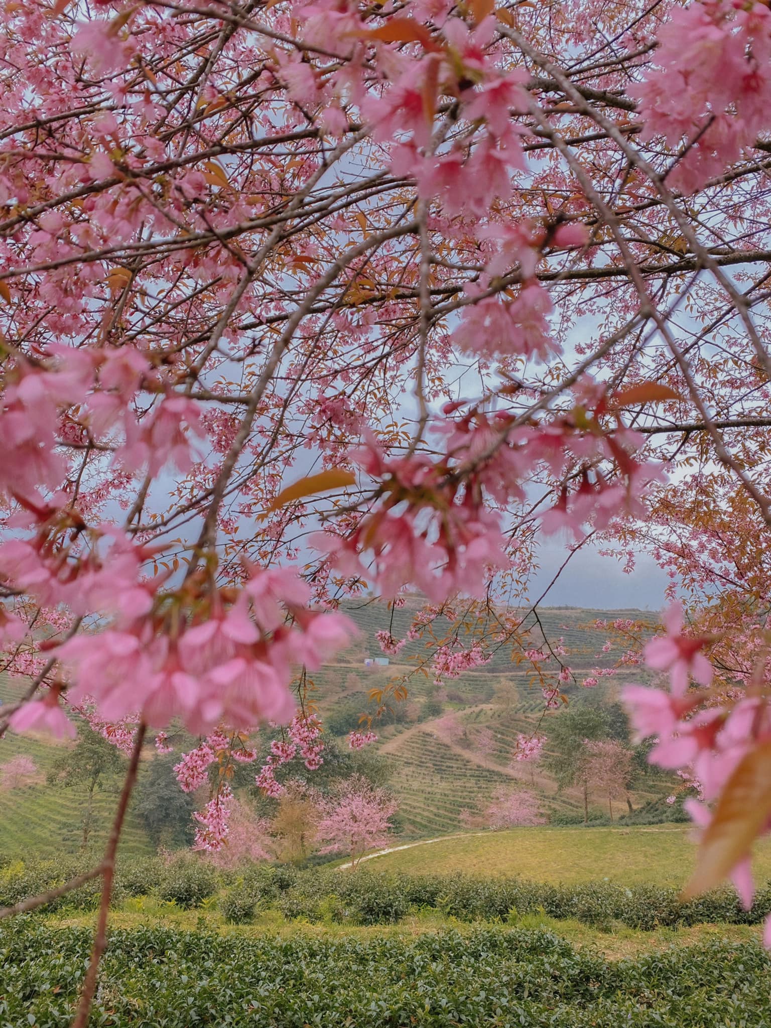 Du lịch Sa Pa mùa này để chiêm ngưỡng hoa mai anh đào nở đẹp như tiên cảnh