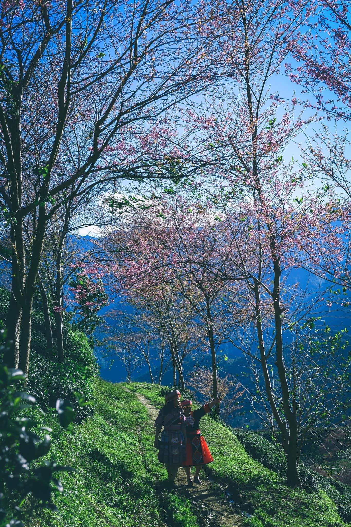 Du lịch Sa Pa mùa này để chiêm ngưỡng hoa mai anh đào nở đẹp như tiên cảnh