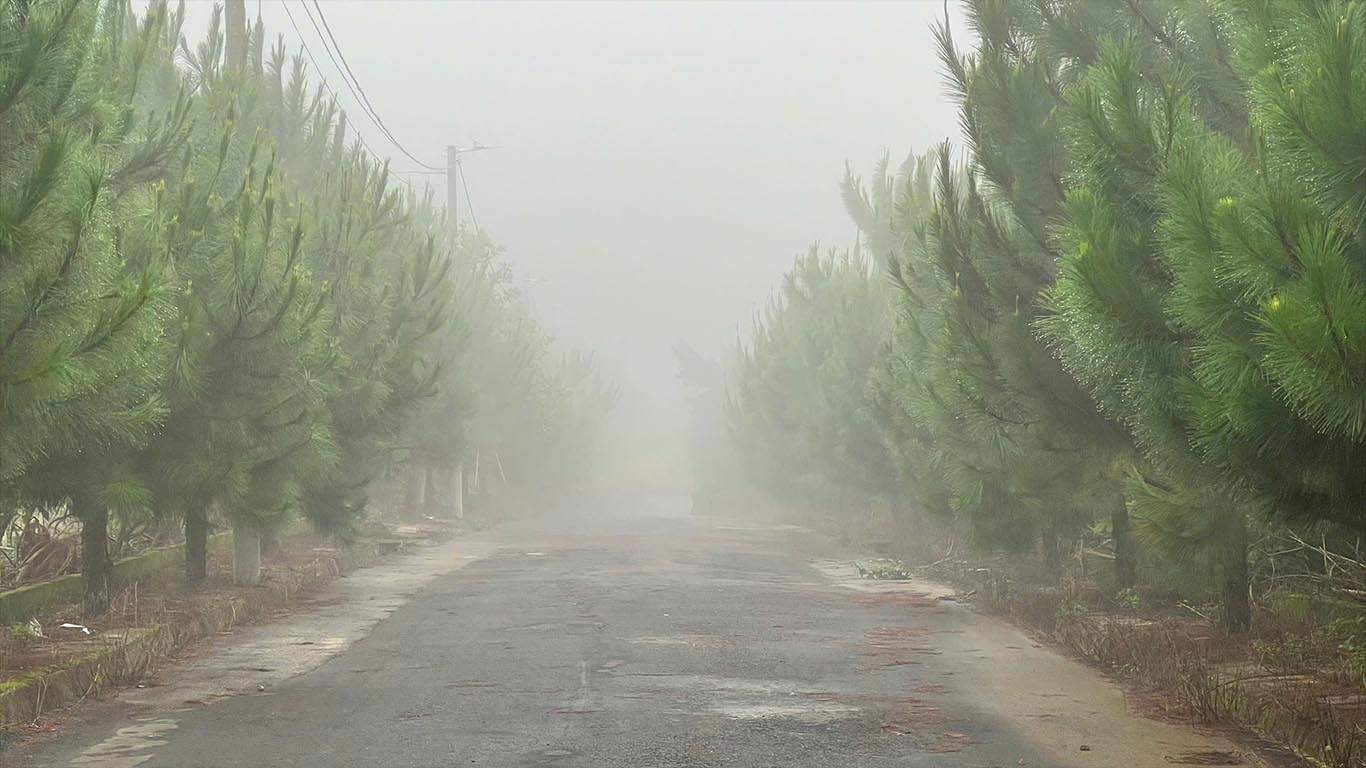 Hàng thông ba lá xanh đẹp