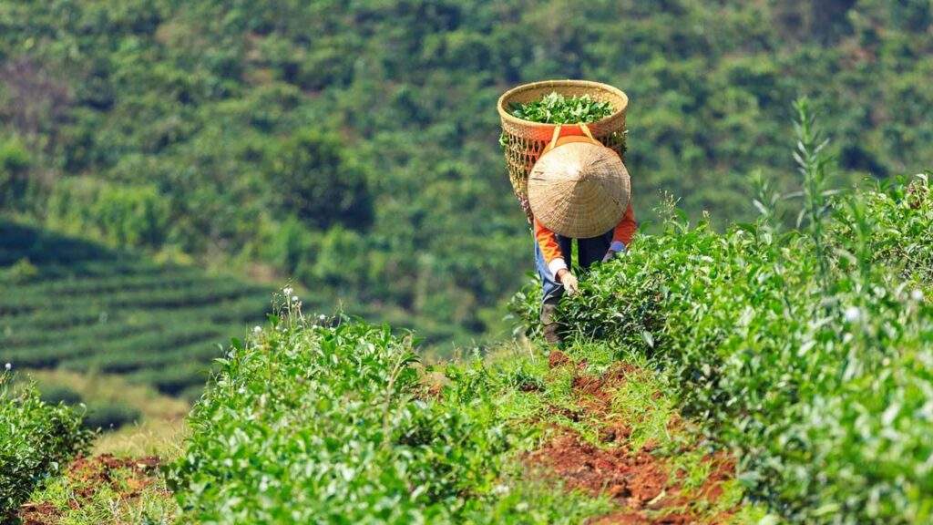 Người nông dân hái chè ở Đồi Chè Tâm Châu