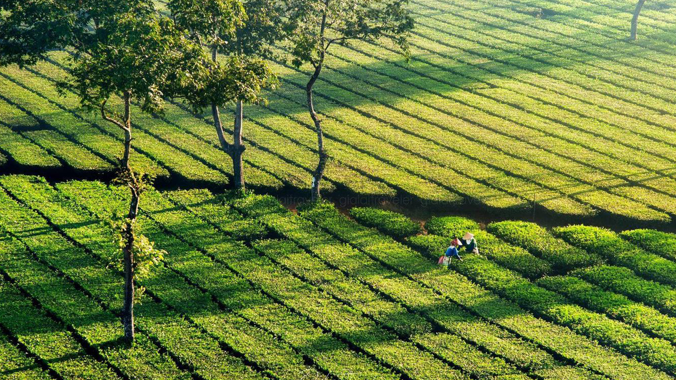 Đồi Chè Tâm Châu Bảo Lộc